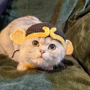 Móc len cho thú cưng